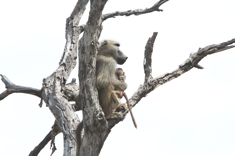 Illustration for article titled Harrowing Photos Capture Tense Encounter Between Baby Baboon And Lion